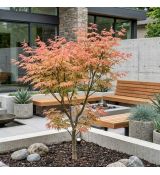 Acer palmatum ´Jerre Schwartz´