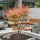 Acer palmatum ´Jerre Schwartz´