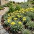 Achillea millefolium ´Little Moonshine´ ®