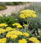 Achillea millefolium ´Little Moonshine´ ®