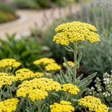 Achillea millefolium ´Little Moonshine´ ®
