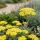 Achillea millefolium ´Little Moonshine´ ®