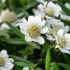 Achillea ptarmica ´Nana Compacta´