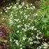 Achillea ptarmica ´Nana Compacta´