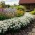Achillea ptarmica ´Nana Compacta´