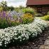 Achillea ptarmica ´Nana Compacta´