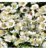 Achillea ptarmica ´Nana Compacta´