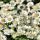Achillea ptarmica ´Nana Compacta´