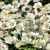 Achillea ptarmica ´Nana Compacta´