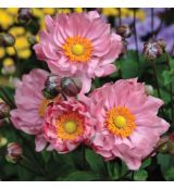 Anemone ´Pretty Lady Emily´®