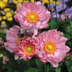 Anemone ´Pretty Lady Emily´®
