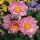 Anemone ´Pretty Lady Emily´®