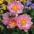 Anemone ´Pretty Lady Emily´®