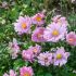 Anemone ´Pretty Lady Emily´®