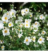 Anemone hybrida ´Honorine Jobert´