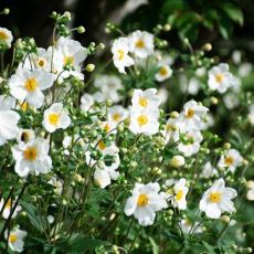 Anemone hybrida ´Honorine Jobert´