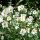 Anemone hybrida ´Honorine Jobert´