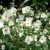 Anemone hybrida ´Honorine Jobert´