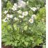 Anemone hybrida ´Honorine Jobert´