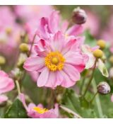 Anemone hybrida´Königin Charlotte´