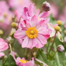 Anemone hybrida´Königin Charlotte´