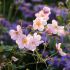 Anemone hybrida´Königin Charlotte´