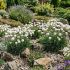 Armeria maritima 'Alba´