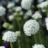 Armeria maritima 'Alba´