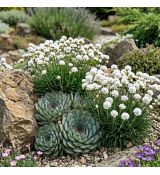 Armeria maritima 'Alba´