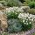 Armeria maritima 'Alba´