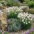 Armeria maritima 'Alba´
