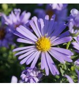 Aster dumosus ´Mittelmeer´