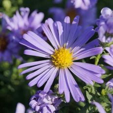 Aster dumosus ´Mittelmeer´