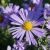 Aster dumosus ´Mittelmeer´