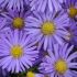 Aster dumosus ´Mittelmeer´