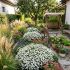 Aster dumosus ´Schneekissen´