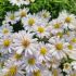 Aster dumosus ´Schneekissen´