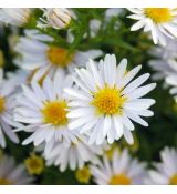 Aster dumosus ´Schneekissen´