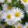 Aster dumosus ´Schneekissen´