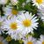 Aster dumosus ´Schneekissen´