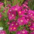 Aster dumosus ´Winston Churchill´