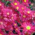Aster dumosus ´Winston Churchill´