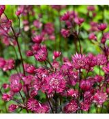 Astrantia major ´Ruby Star´®