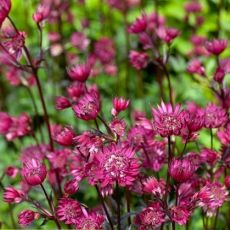 Astrantia major ´Ruby Star´®