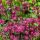 Astrantia major ´Ruby Star´®