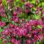 Astrantia major ´Ruby Star´®