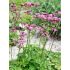 Astrantia major ´Ruby Star´®
