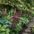Astrantia major ´Ruby Star´®