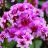 Bergenia ´Dragonfly Sakura´®