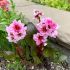 Bergenia ´Dragonfly Sakura´®